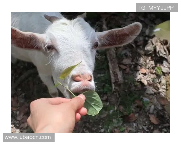 足球明星小羊的真实身份揭秘及其在足球界的传奇故事 足球明星小羊的真实身份揭秘及其在足球界的传奇故事